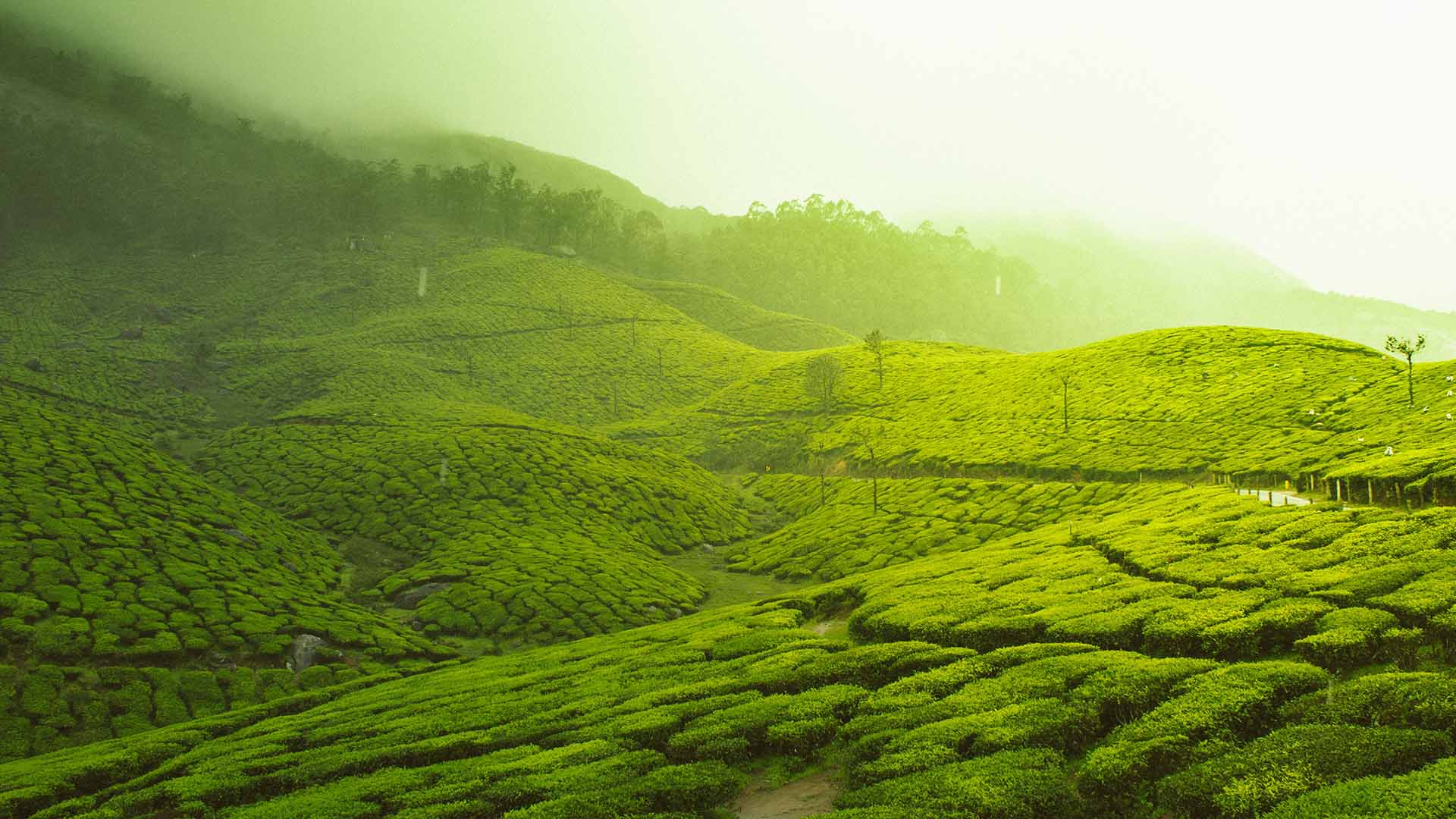 0987 Tea fields India PPT Wide