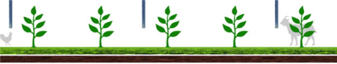Energy Focus Agrivoltaic Plants Guidelines 3